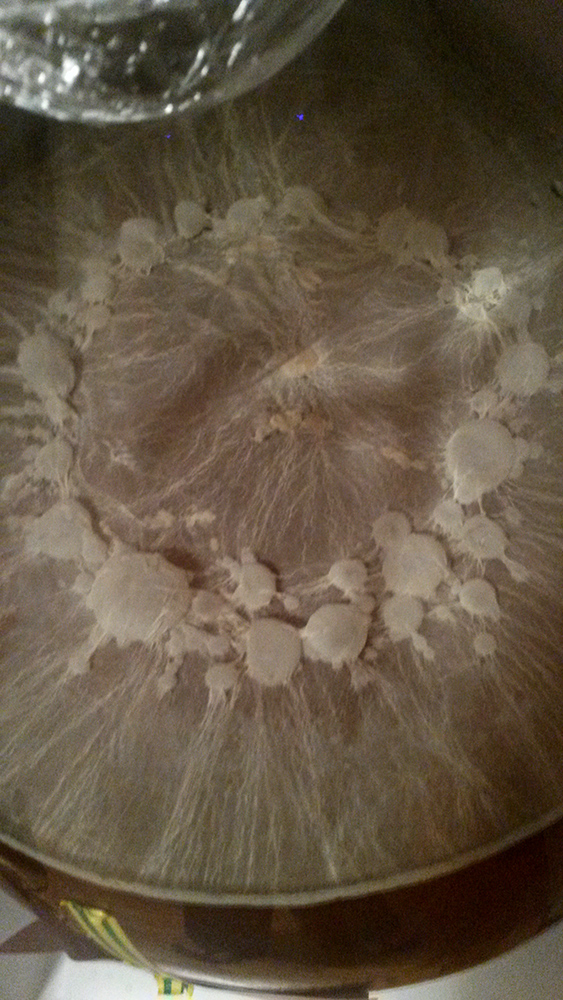 brett_pellicle