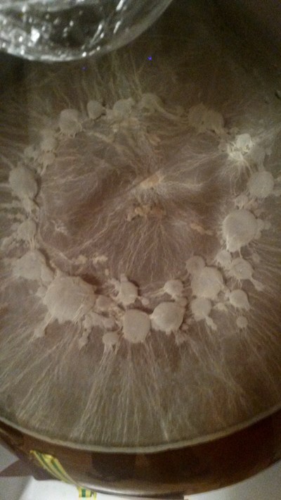 brett_pellicle